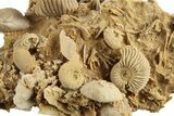 Miniature Fossil Cluster (Ammonites, Brachiopods) - France #248420-2